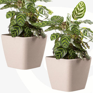 Self Watering Bamboo Planters 9 Inch Set of 2
