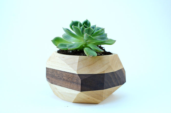 Black Walnut & Maple